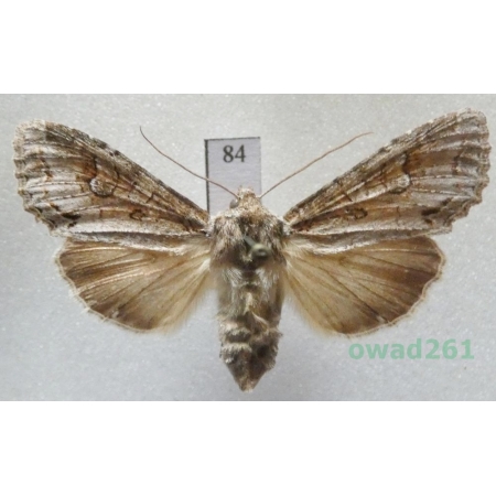 Polia bombycina (Hufnagel, 1766) Czech84